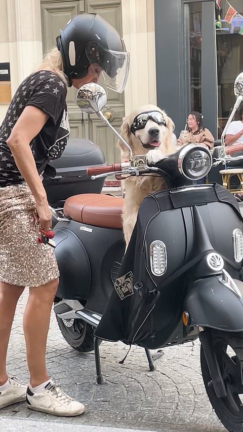 Stylish golden retriever gets ready for a moped ride