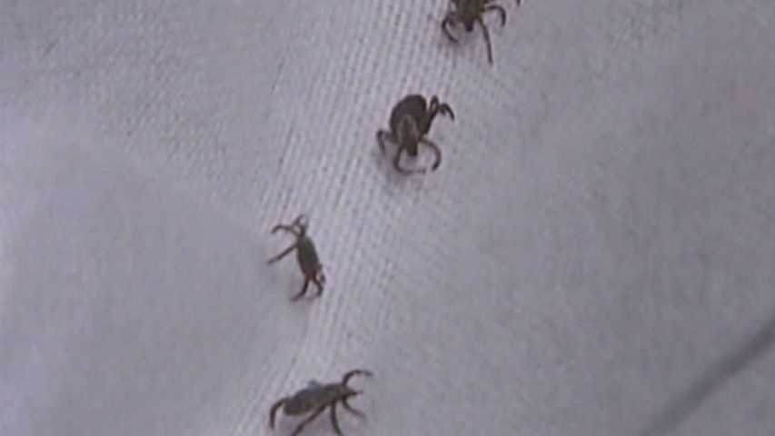 Tick season expected to last through holiday season as temperatures drop