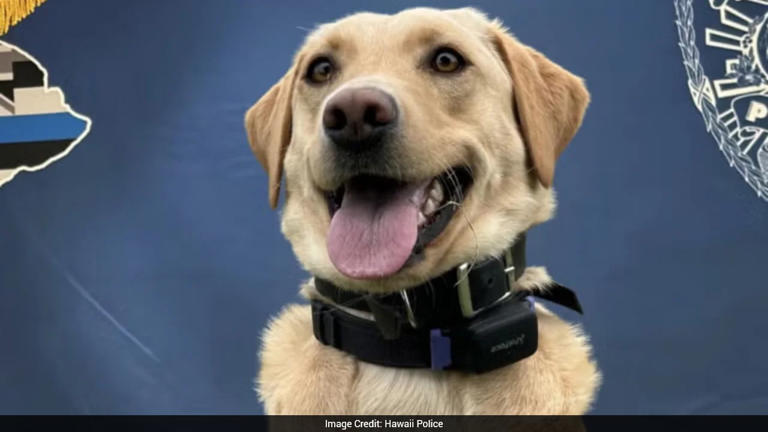 Hawaii police dog finds missing 70-year-old hiker near volcano, he now ...