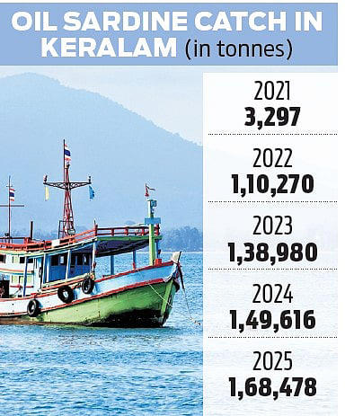 Juvenile fishing rampant, Keralam fishers call for revision of minimum size