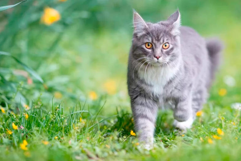 Schluss mit Katzen-Leid: Das kommt jetzt auf Stuttgarter ...