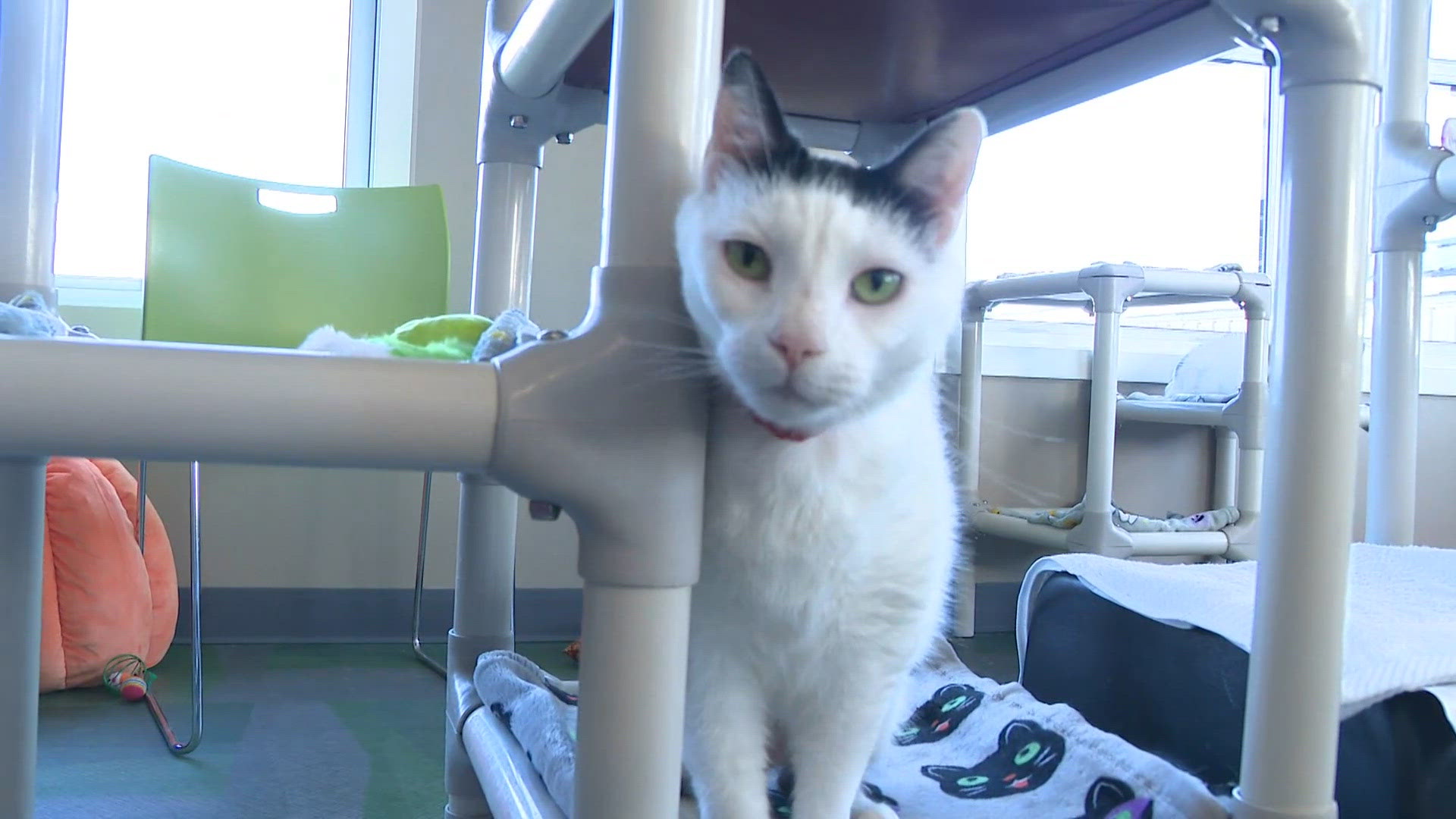Ten Lives Club opens new feline facility