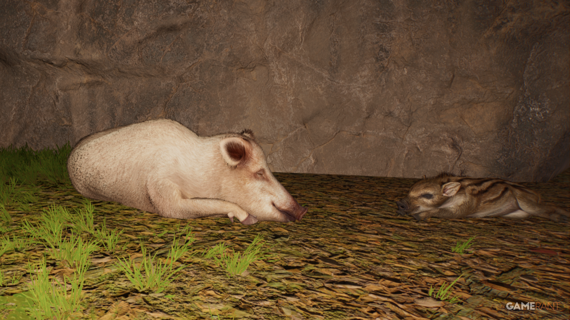 All colormorphs in Planet Zoo 2