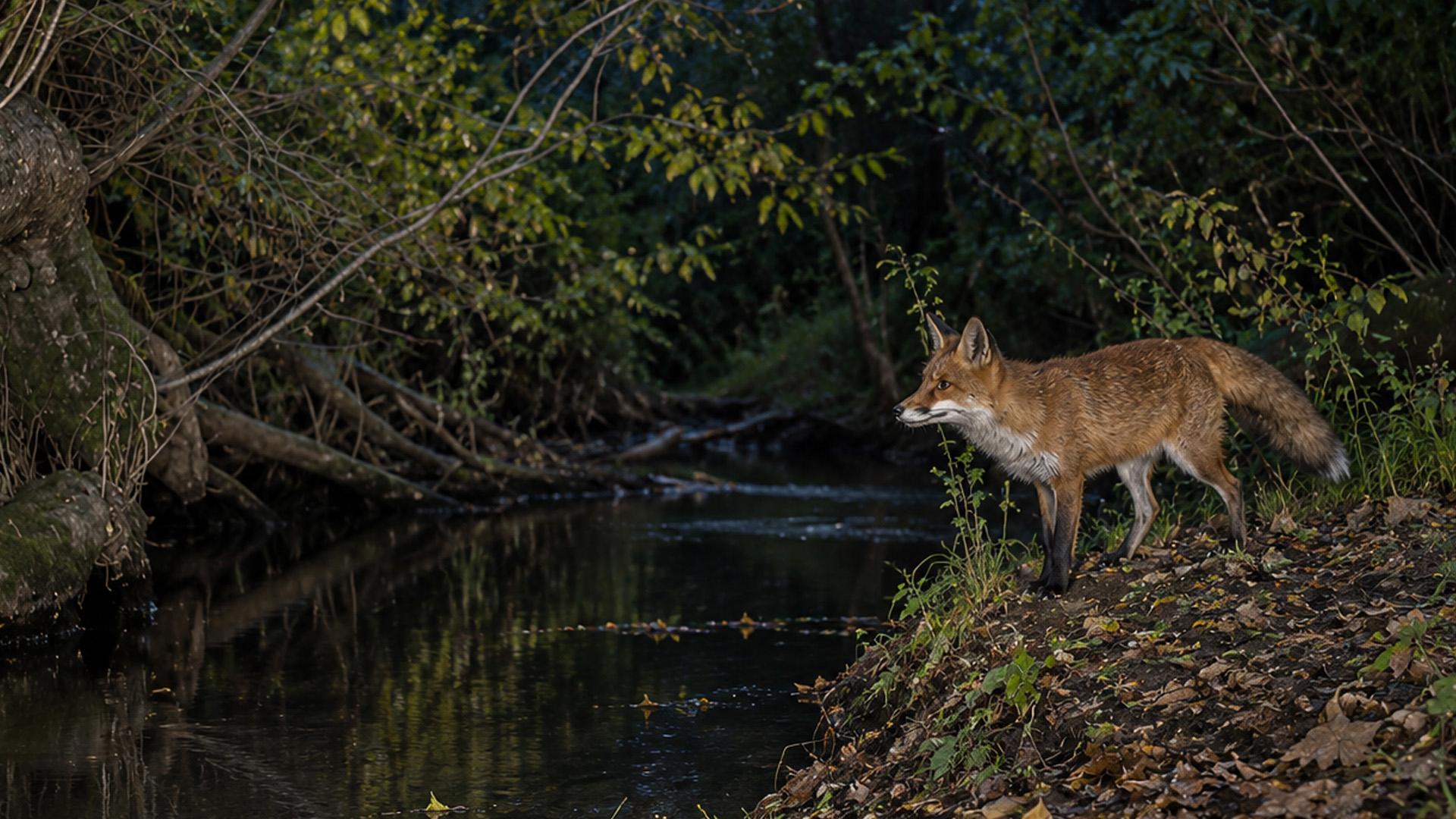 Which animal uses this dark creek when the forest goes quiet?