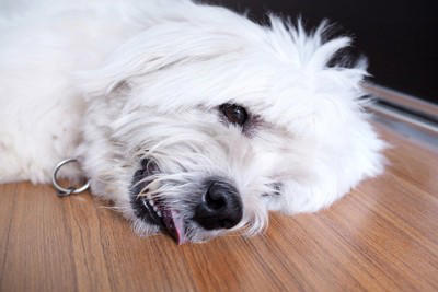 犬の『震えが止まらない』原因5つ 寒いだけじゃない？病気の可能性まで解説