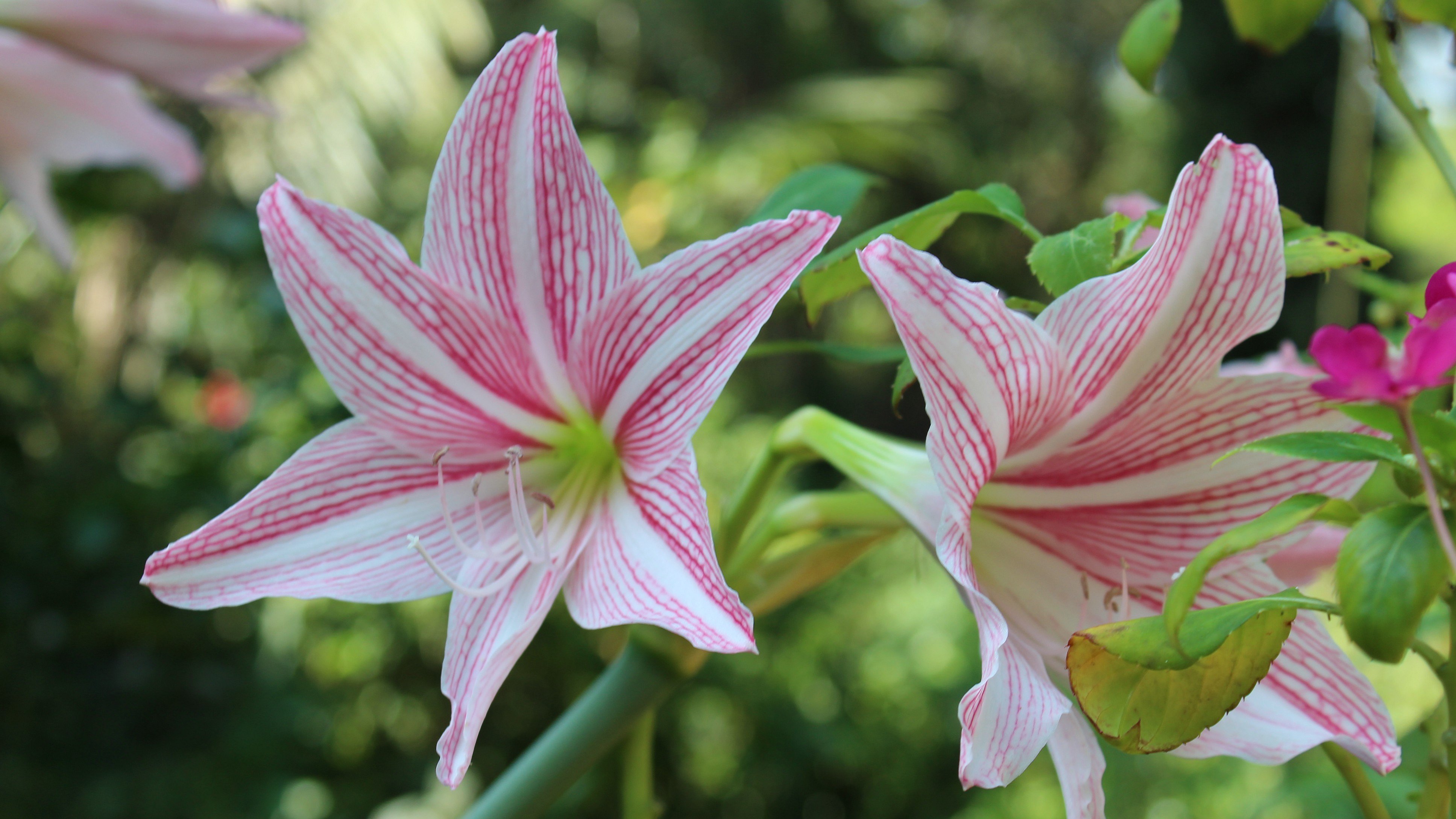 Want lilies blooming at home? October is the time to plant the bulbs