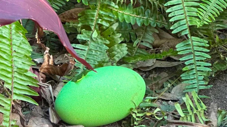 Fluorescent green eggs appear in cassowary habitat for the first time ...