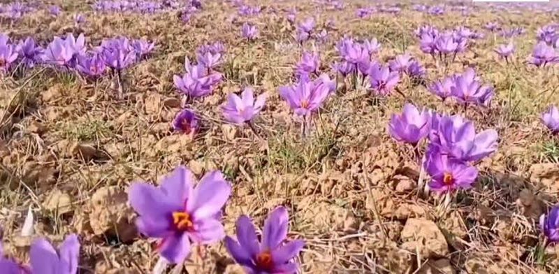Agri deptt plans saffron corm nurseries as illegal sale of planting ...