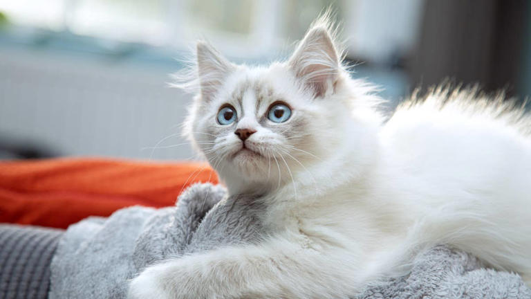 Pia the ragdoll kitten has heartwarming welcome home celebration for mom