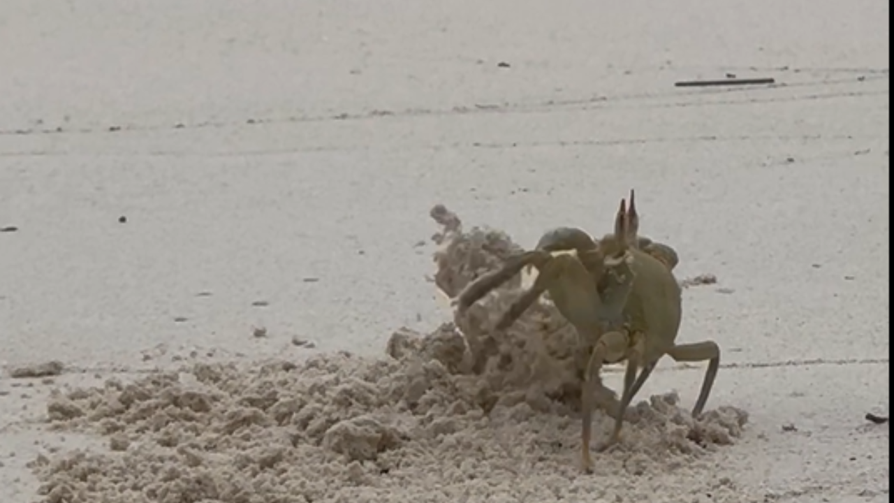 Emotional mother crab vigorously tidies her home