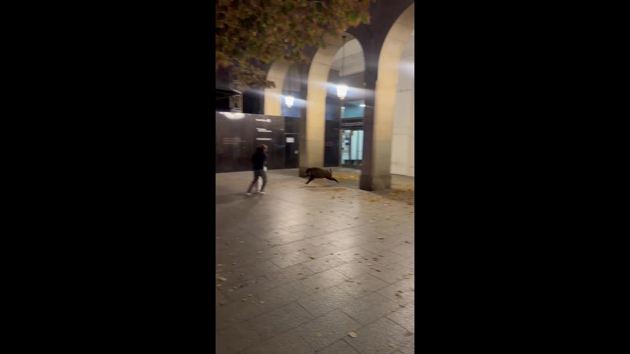 Wild boar runs through crowded festival streets before police end ...