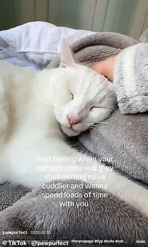 Pet owners who spend more time close to their cats are happier, study finds