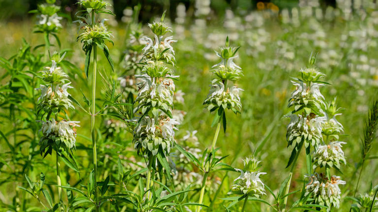 The flower with colorful blooms that can attract bats to your yard