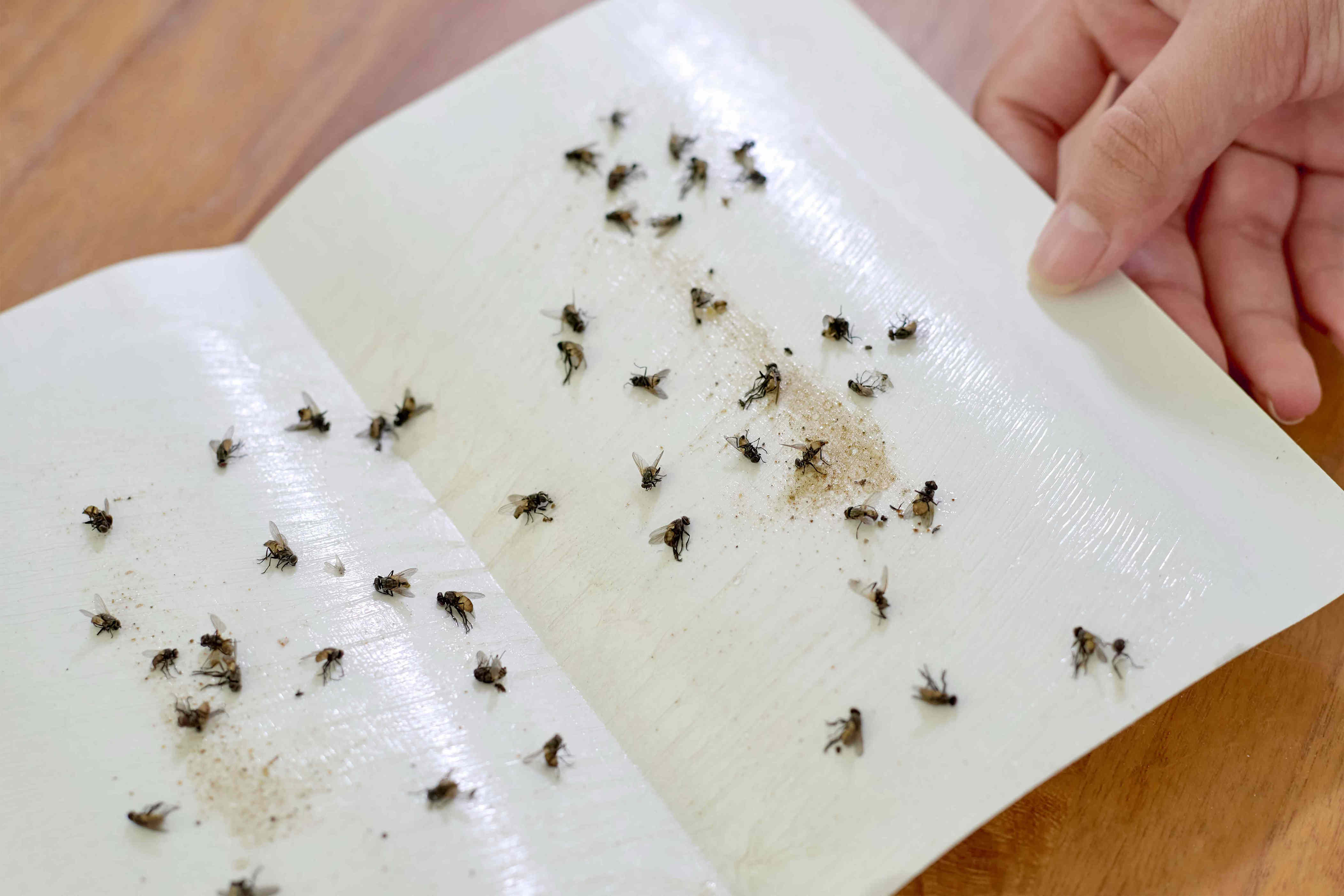 I asked an entomologist how to get rid of bugs and other kitchen pests ...