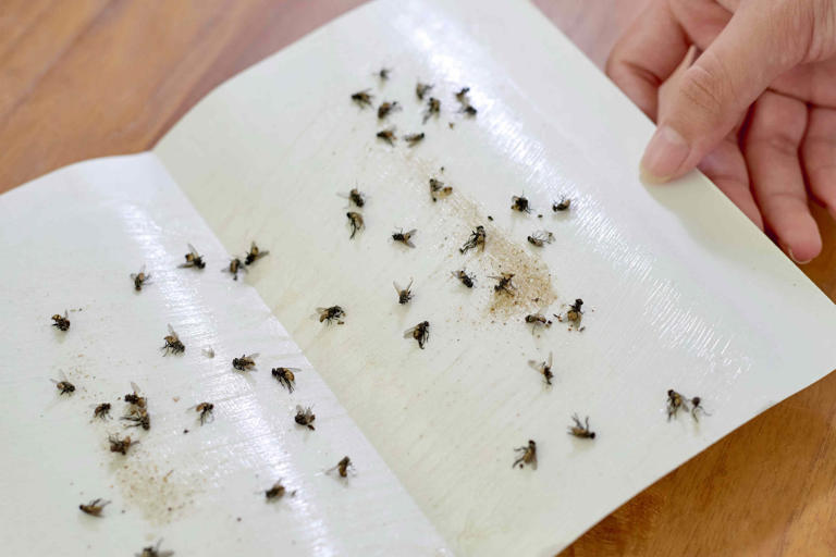 I asked an entomologist how to get rid of bugs and other kitchen pests ...