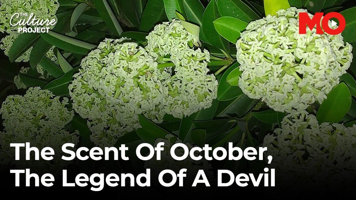 The tree that makes Delhi smell like October