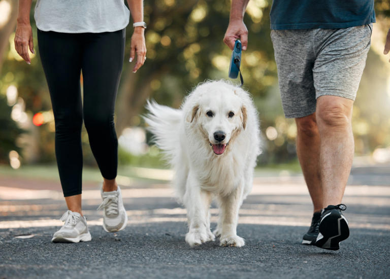 Pet custody disputes draw increasing attention in China, where pets are ...