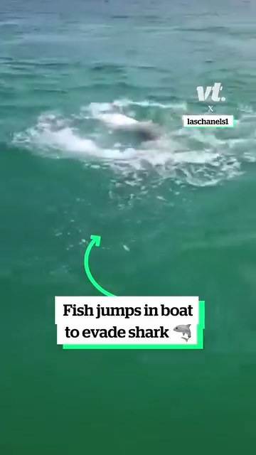 Fish jumps in boat to evade shark