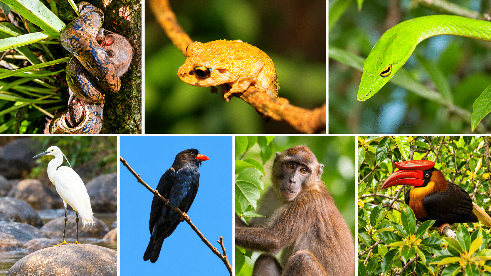 Rare wildlife finds a haven in Bicol Natural Park