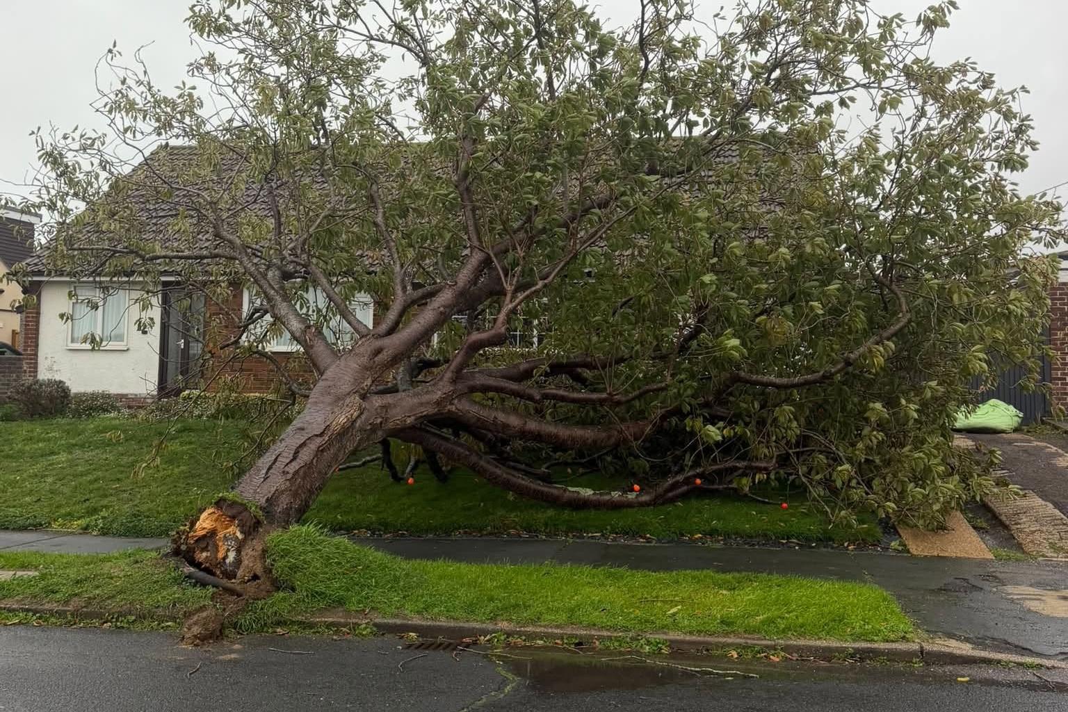 Shock as 'Shrek and skeleton' tea party display crushed by falling tree ...