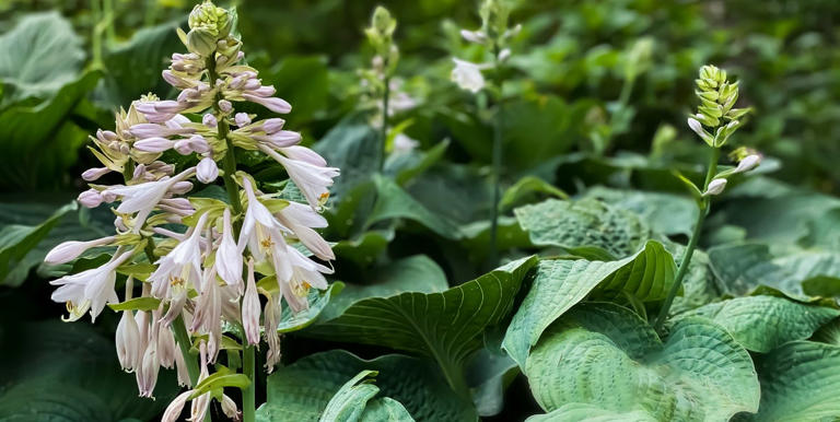 What to do with hostas in October: 3 easy things to do now to prevent ...