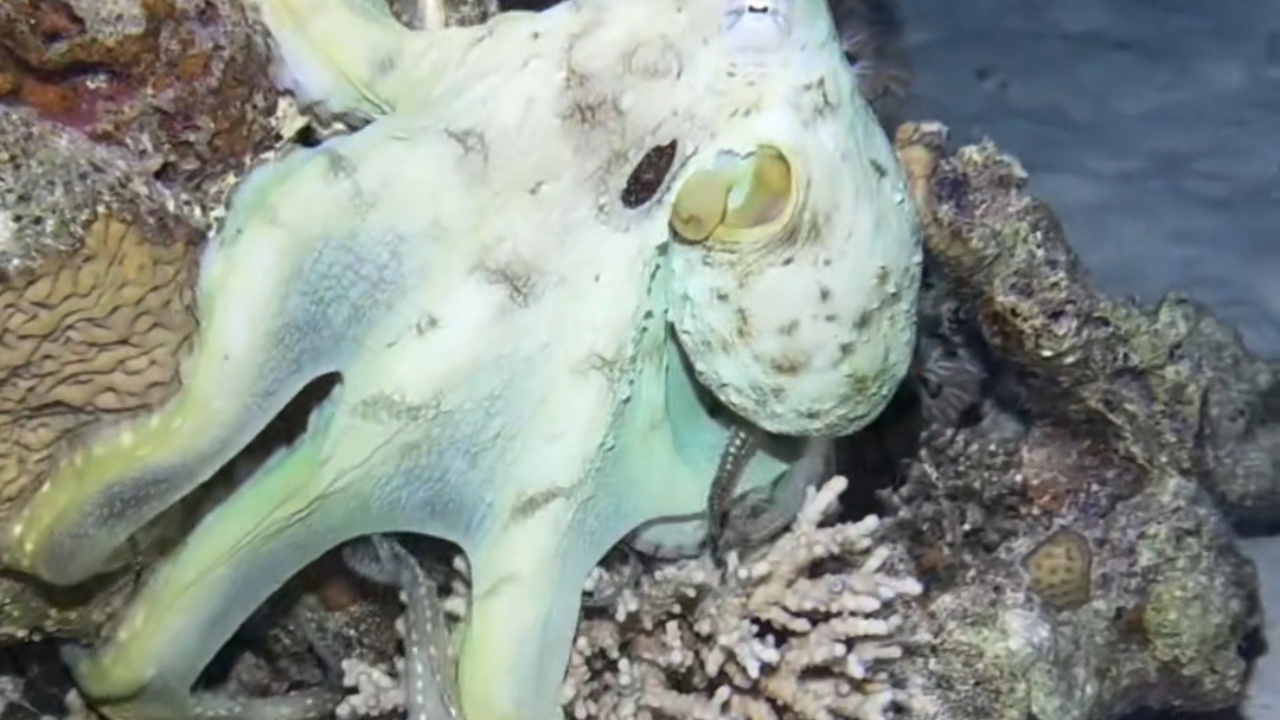 Stunning color transformations of squid captured in water