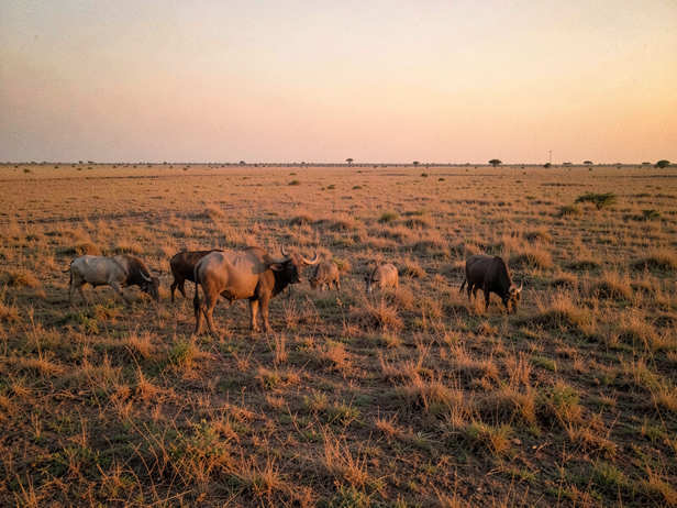How one invasive tree quietly dismantled the grasslands of Kutch