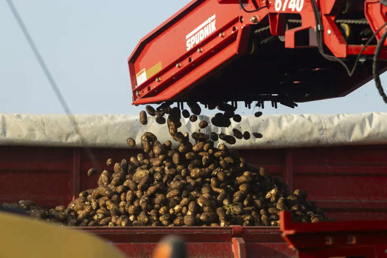 Illinois farm cultivates the crunch in potato chips
