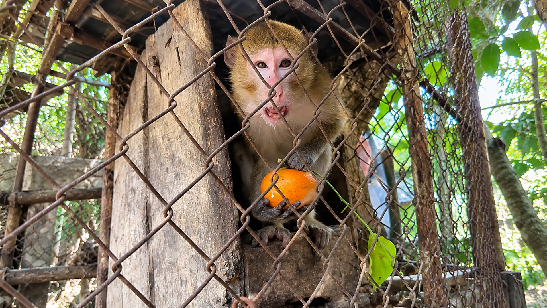 A young monkey clutches an orange inside a wooden shelter