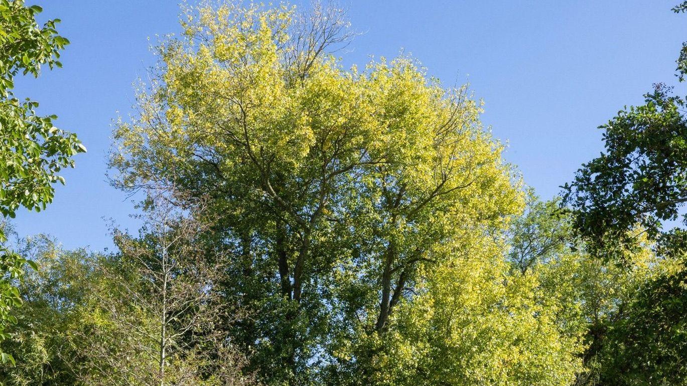 Project to restore rare native trees with DNA testing