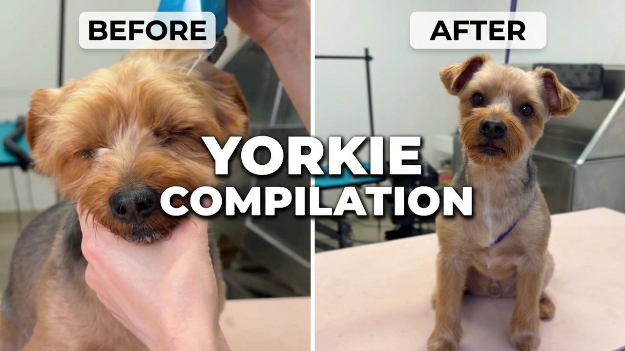 Yorkie grooming compilation | Our best shorts