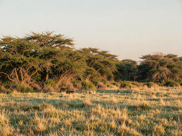 How one invasive tree quietly dismantled the grasslands of Kutch