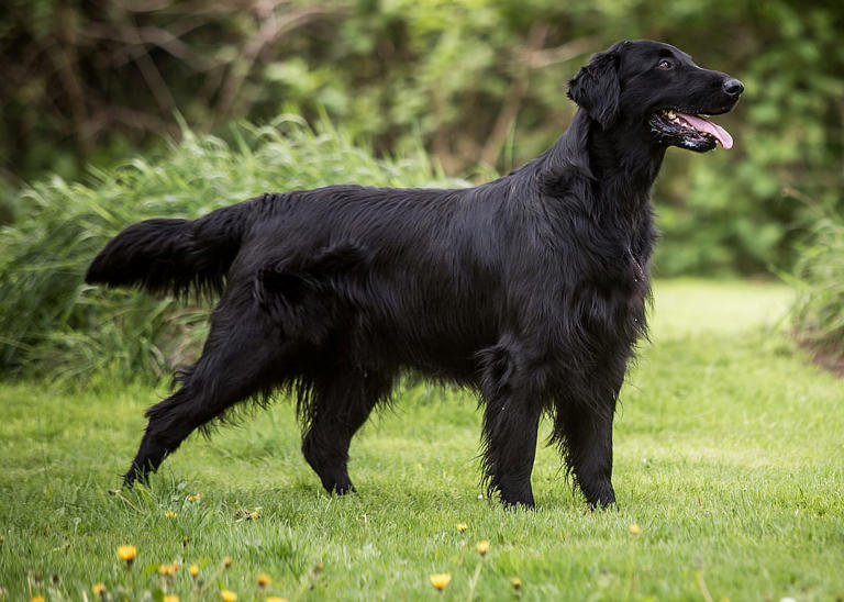 Ranking the 25 smartest dog breeds