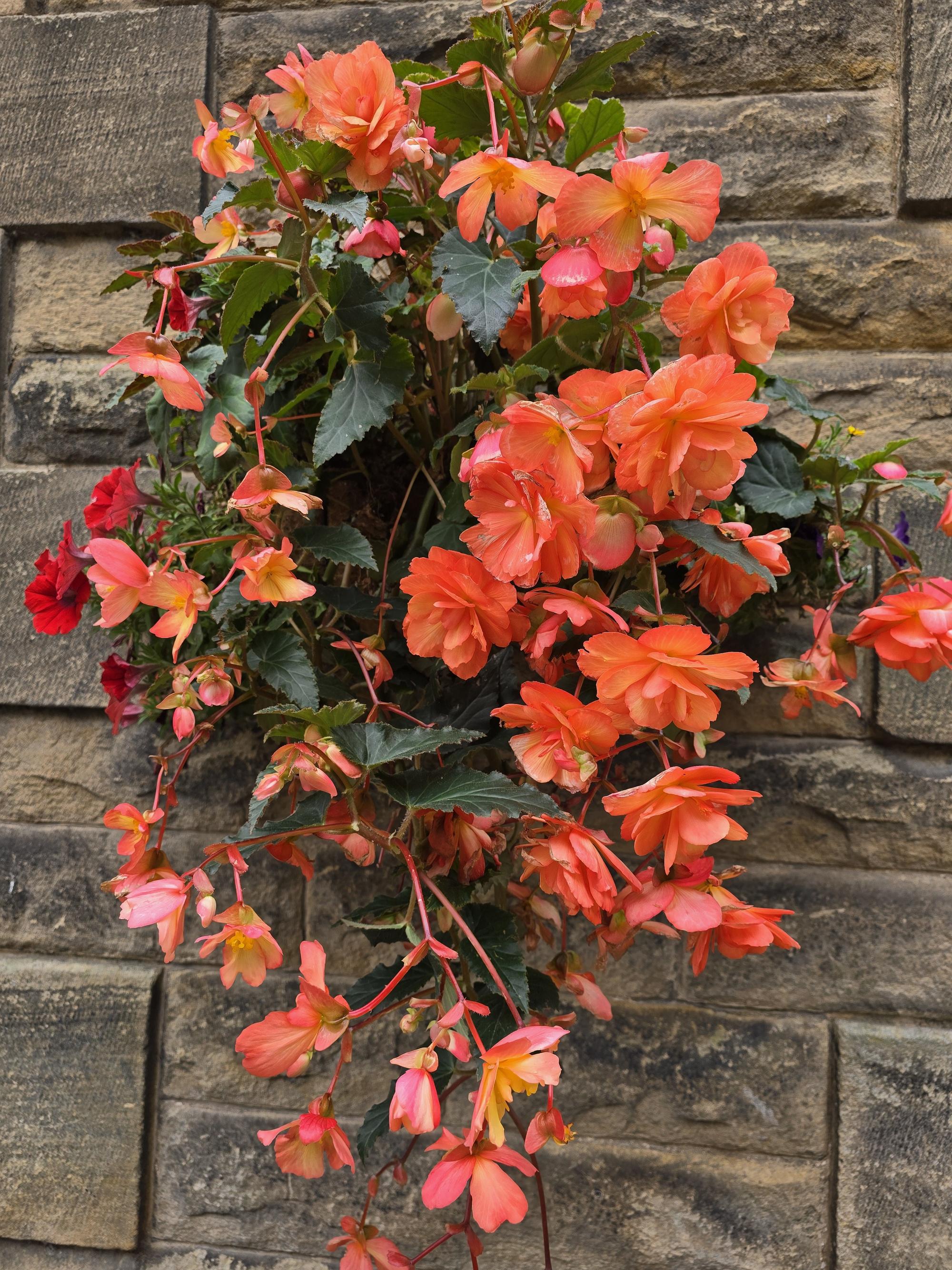 Floral displays to enjoy well into autumn period