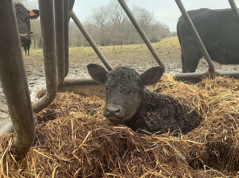Family turns beefalo hobby into farm business
