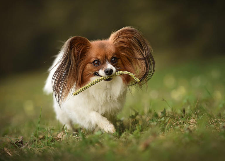 Ranking the 25 smartest dog breeds
