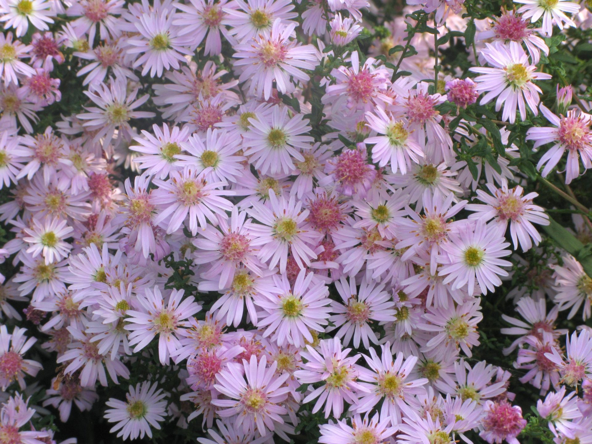 The gardening jobs to do now that you will be grateful for in spring