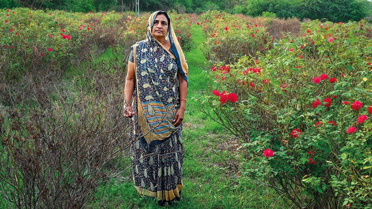 Gujarat | From roses to ruination