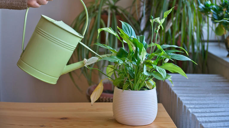 Why you should always wash your hands after touching your peace lily