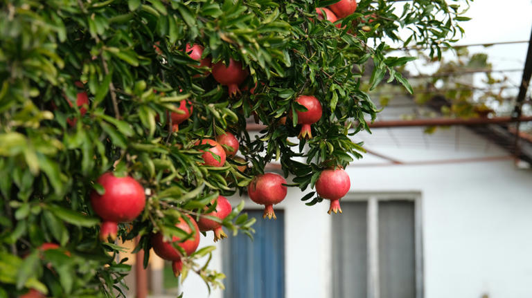 Is October too late to plant a pomegranate tree? Here's what to know