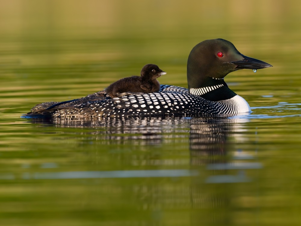 Loon populations in decline across much of Canada: study