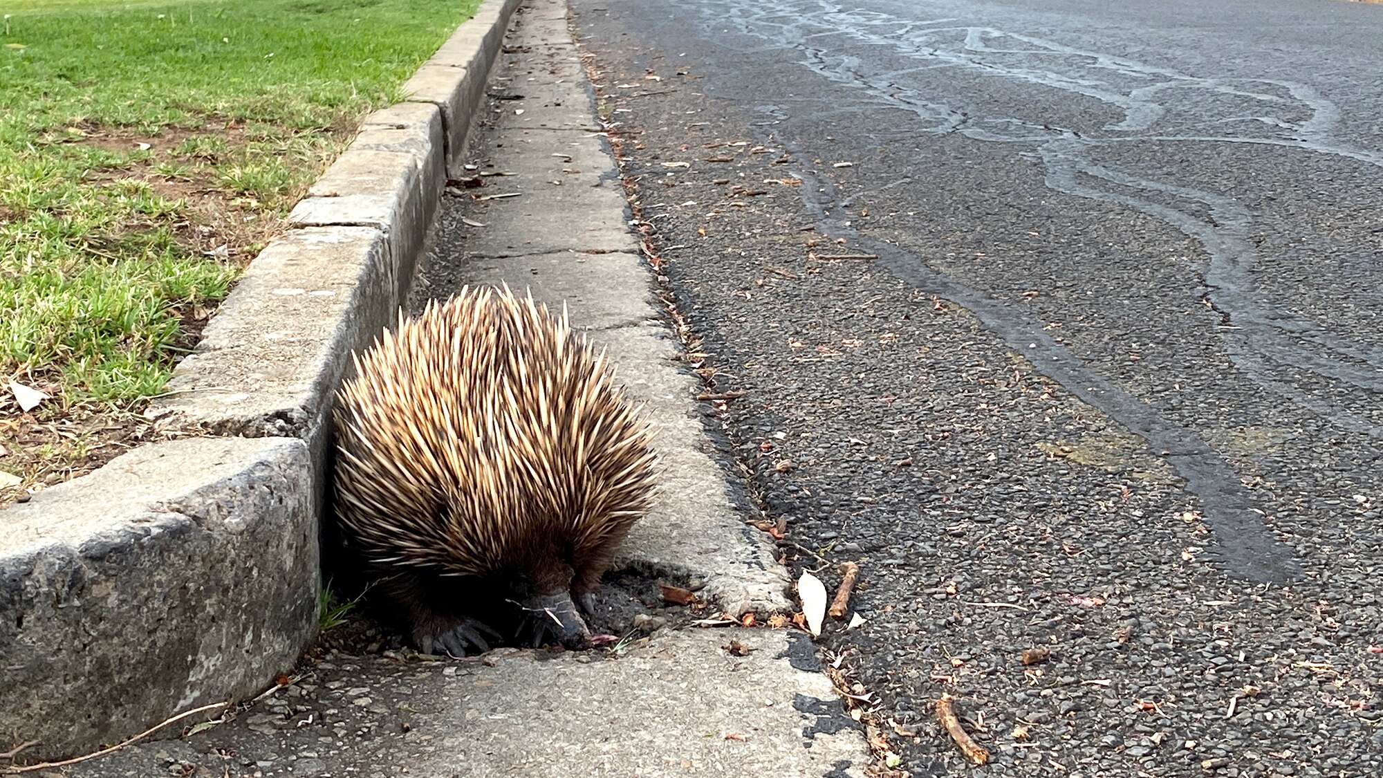 Adelaide echidnas on the prowl as breeding season stretches late