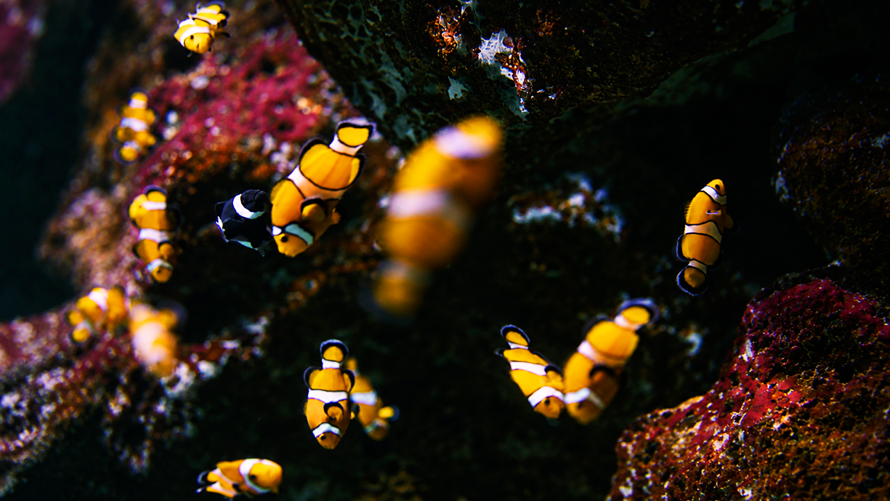 Watch these incredibly beautiful fish