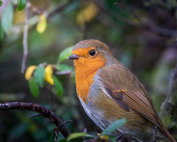 Robins will keep flocking to gardens in October if they're fed 1 food ...