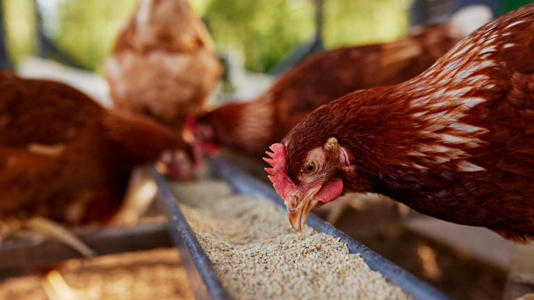 Man uses old wood pallets to build an impressive DIY chicken coop