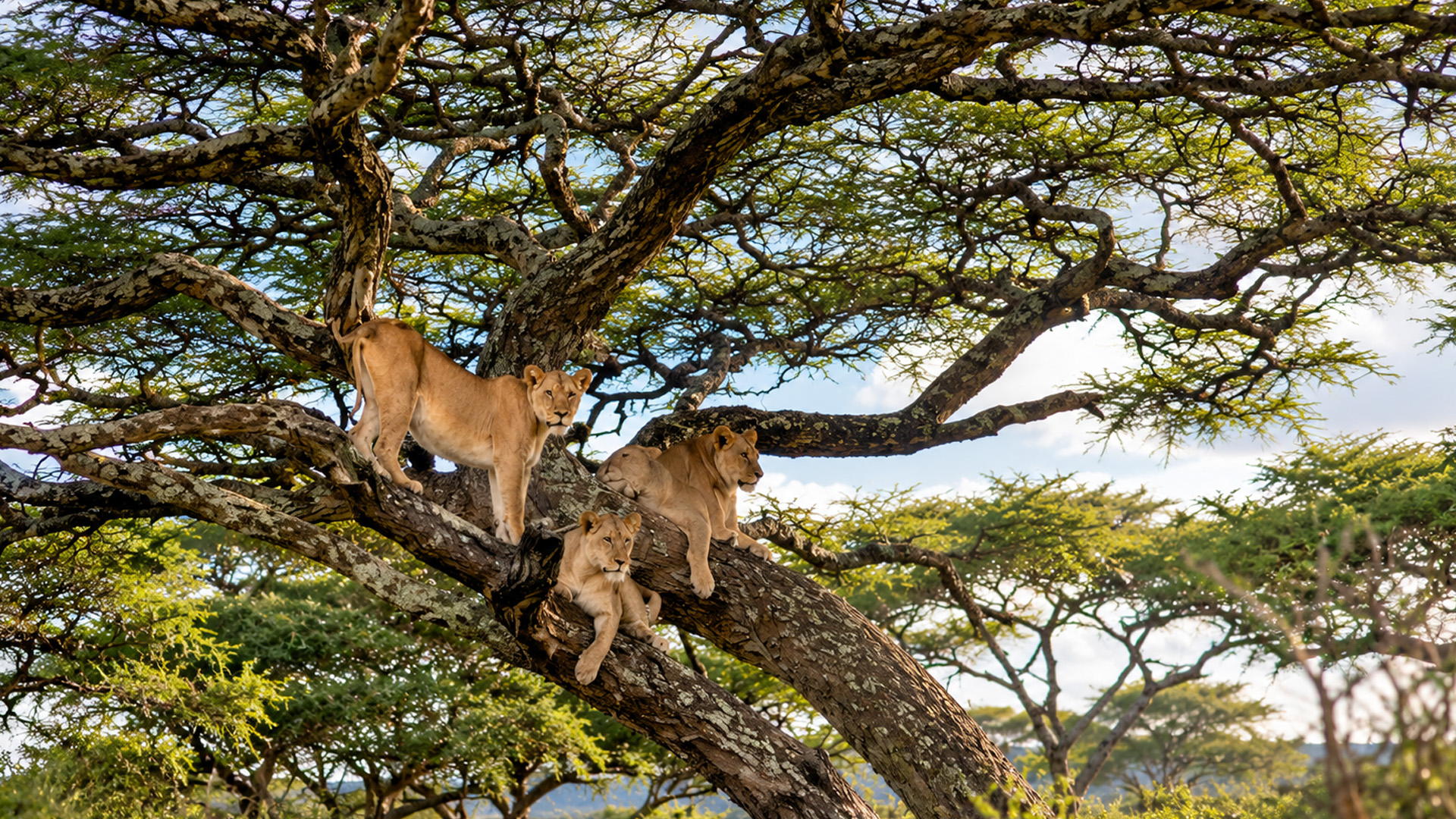 A family of lions high above the African savanna