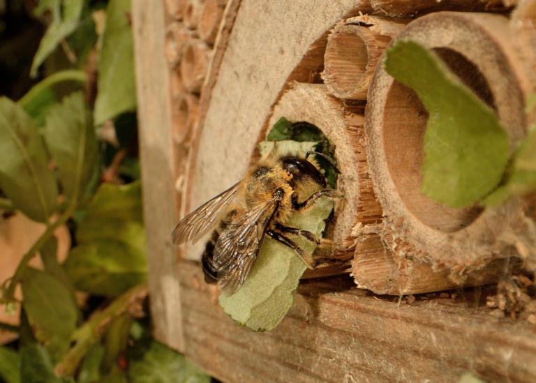 Casual gardener: Take the first step to a sustainable garden with a bug ...