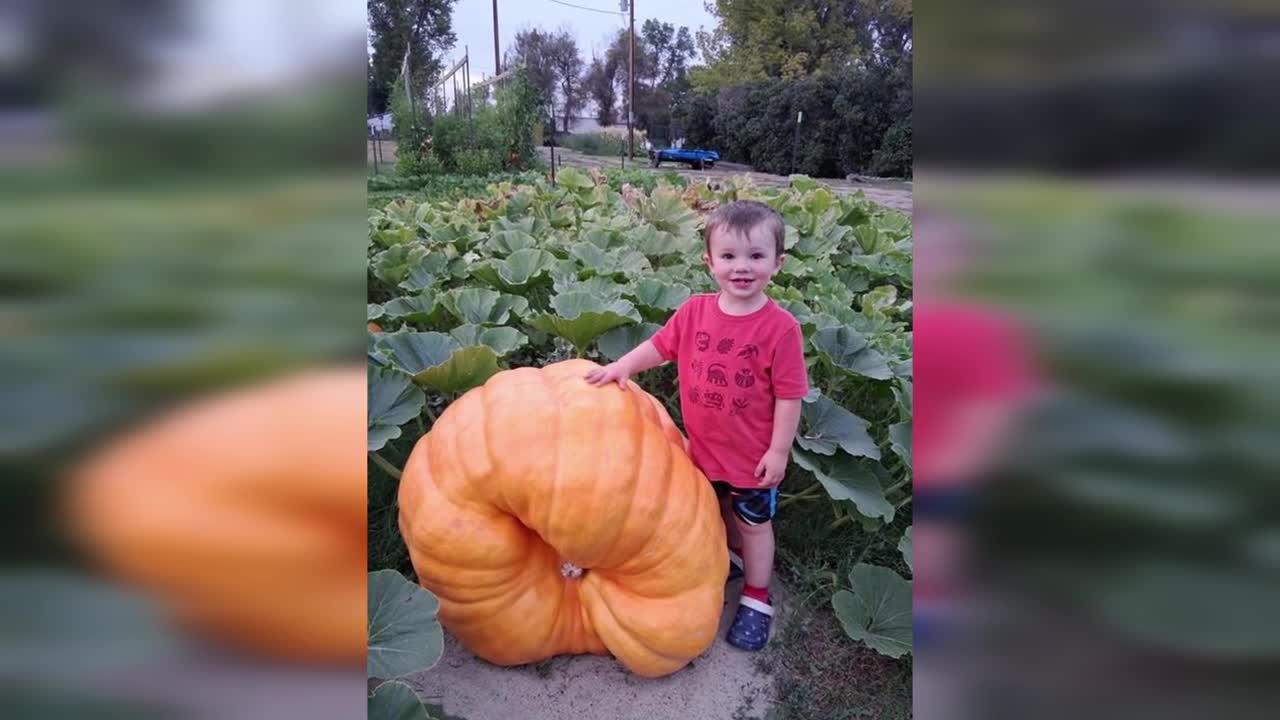 A two-year-old grew the 280-pound winning pumpkin at Hysham's Fall Fun ...