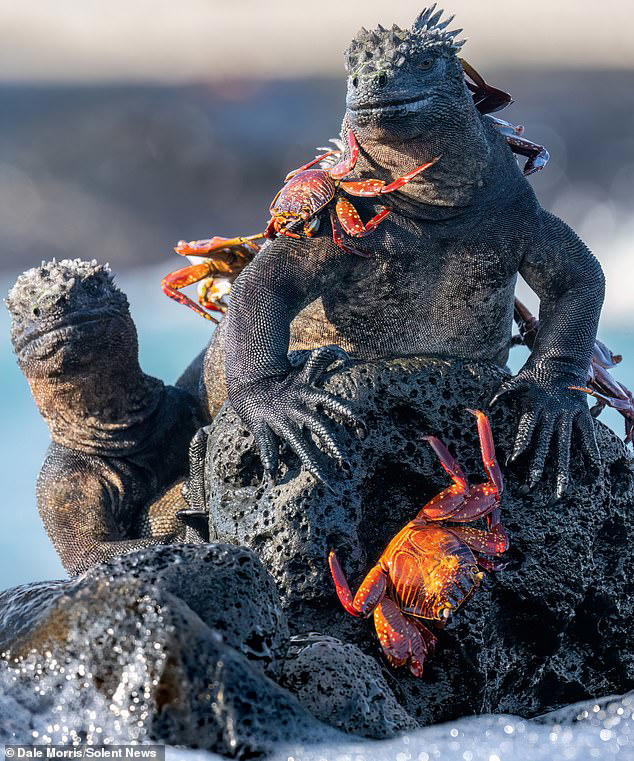 Sight of the iguana: Lizard cuts a dash and strikes a pose wearing a ...