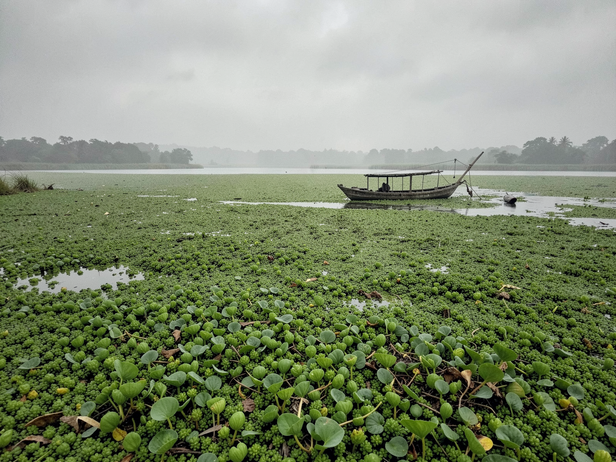 What water hyacinth does to fish, oxygen and fishing livelihoods in ...